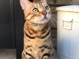 Männliches Bengal-Kätzchen