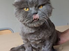 Magnus braucht dringend ein liebevolles Zuhause - eilt sehr!