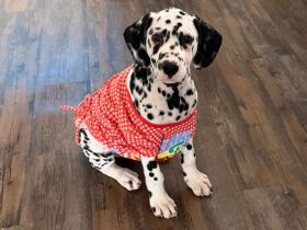 Dalmatiner Welpe (Rüde) - 11 Wochen - geimpft, gechipt, mit Zubehör