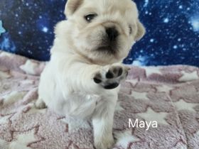 Mops Welpen (Altdeutsch) Schwarz,-Weiß, -Pink, -Panda/Fluffy