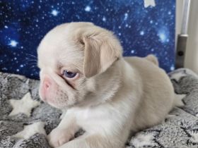 Mops Welpen (Altdeutsch)