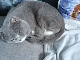 Tom Deckkater BKH Blutgruppe A (kein Verkauf)