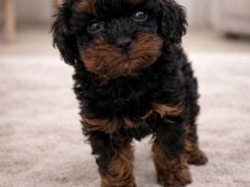 Zuckersüße Shih-Poo & Zwergpudel Welpen