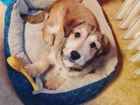 Dackelmischlingsrüde 5 Monate alt