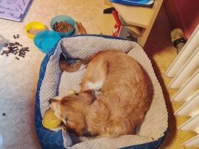 Dackelmix rüde 5 Monate alt