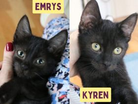 Emrys & Kyren: 2x Glück, 1x Familie gesucht!