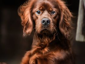 IRISH Red Setterr  einrassig