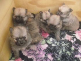 6 Zwergspitz/Pomeranian Welpen zu verkaufen in 23562 Lübeck