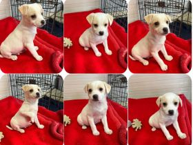 Leo, Loni, Jonas und Tolli 4 liebe Geschwister