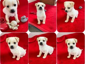 Leo, Loni, und Tolli 3 liebe Geschwister