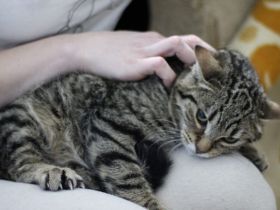 Chloe - mit Geduld zum Traumkätzchen!