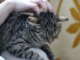 Chloe - mit Geduld zum Traumkätzchen!