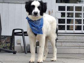 Mali sucht seine Menschen...