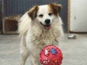 Flauschiger, liebenswerter Snow sucht seine Familie