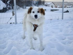 Flauschiger, liebenswerter Snow sucht seine Familie
