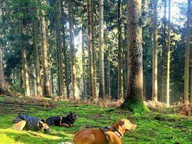 Spürhundsport-Seminar für reine Anfänger