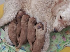 Zwergpudel,Welpen können reserviert werden