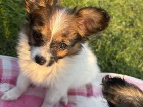 Wunderschöne Papillion Mädels suchen ein für Immerzuhause