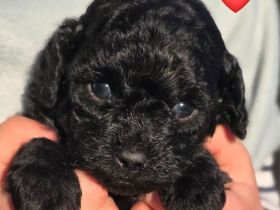 5 Maltipoo Welpen 😊