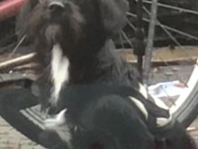 Leider muss ich meine Hündin angeben