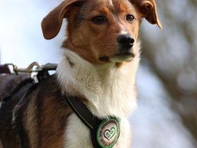 Schenkt Ihr Belana ein Zuhause....