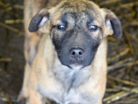 YUKI - süß, sanft, freundlich