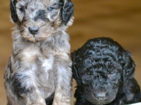 Pudelwelpen, Königspudel, Großpudel , Goldendoodle