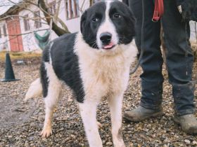 ACE - sanfter Rüde sucht Familie