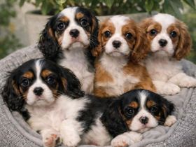 Cavalier King Charls Spaniel Welpen mit Stammbaum