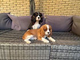 Cavalier King Charls Spaniel Welpen mit Stammbaum