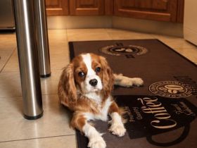 Cavalier King Charls Spaniel Welpen mit Stammbaum