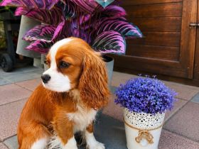 Cavalier King Charls Spaniel Welpen mit Stammbaum