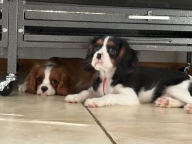 Cavalier King Charls Spaniel Welpen mit Stammbaum