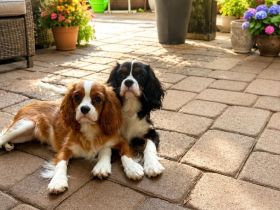 Cavalier King Charls Spaniel Welpen mit Stammbaum