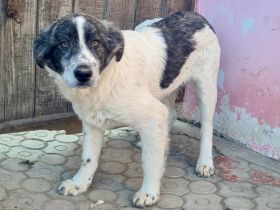 Jamy ist auf der Suche nach seinem Heim