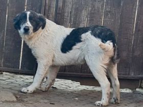 Jamy ist auf der Suche nach seinem Heim