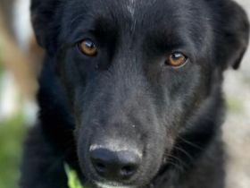 Oscar, 04/25 - ein Herz auf 4 Pfoten sucht seine Familie