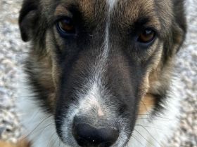 Scarlett und Suki, 05/25 - treue Seelen suchen treue Familien