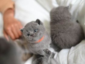 5 jungen Britisch kurzhaar kitten