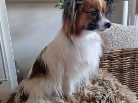 Papillon ,unsere Welpen sind da !