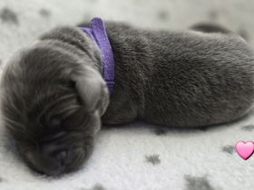 Wunderschöne Labrador ähnliche Welpen abzugeben 7 grau/silber & 3 schwarz