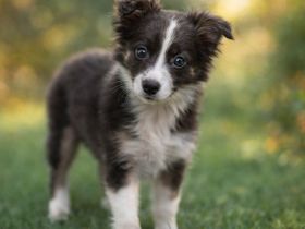 Toy Aussie Welpe