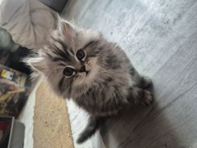 Perser Kater (kitten)