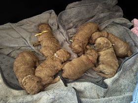 reinrassige Kleinpudel Welpen red-apricot