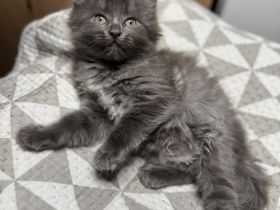 Taktile, menschenbezogene Kätzchen suchen ein liebevolles Zuhause. Sie verbringen sehr gerne Zeit mi