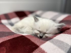 Taktile, menschenbezogene Kätzchen suchen ein liebevolles Zuhause. Sie verbringen sehr gerne Zeit mi