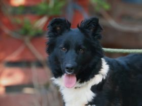 Daisy - sucht erfahrene Hundemenschen