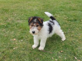 Drahthaar Foxterrier Welpe/Rüde