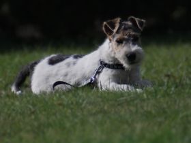 Drahthaar Foxterrier Welpe/Rüde