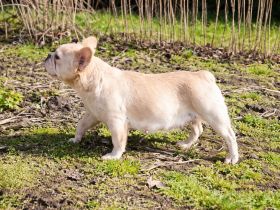 Wunderschöne, fluffy französische Bulldoggenwelpen